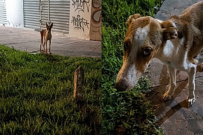 Um olhar que pedia perdão por existir: Por sorte, cadela extremamente magra encontra quem mudaria sua vida para sempre