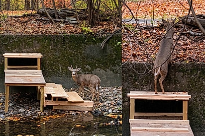 “O olhar diz tudo”: Carpinteira constrói ponte para filhote voltar ao bando e ganha a recompensa mais linda