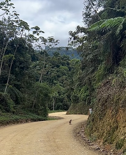 O cão estava sozinho na estrada.