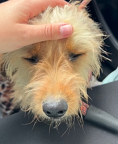 Rafaela conseguiu resgatar o cão.