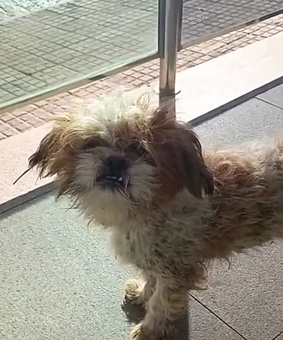 Bartô, quando foi encontrado.