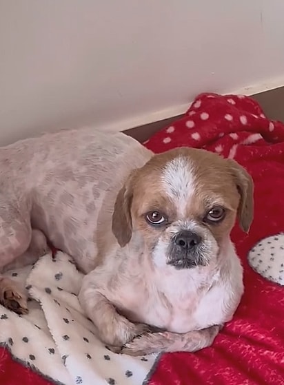 Após algumas semanas de cuidados. 