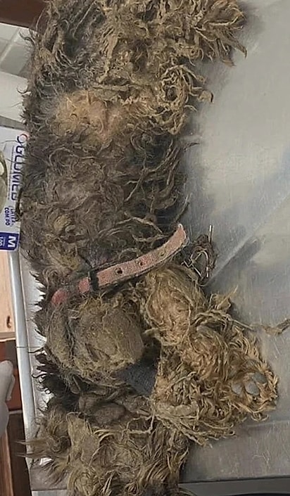 A cachorrinha precisou ser sedada para ser tosada. 