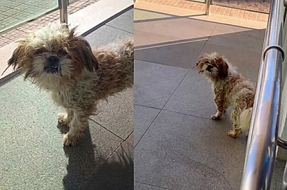 “Não existe cachorro feio”: Funcionário encontra Shih-Tzu negligenciado dentro de banco e isso muda sua vida para sempre