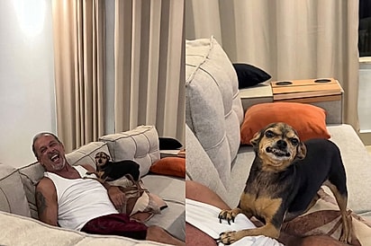 Maya no seu dia menos apaixonada: Sorriso de pinscher para seu humano favorito encanta a internet 