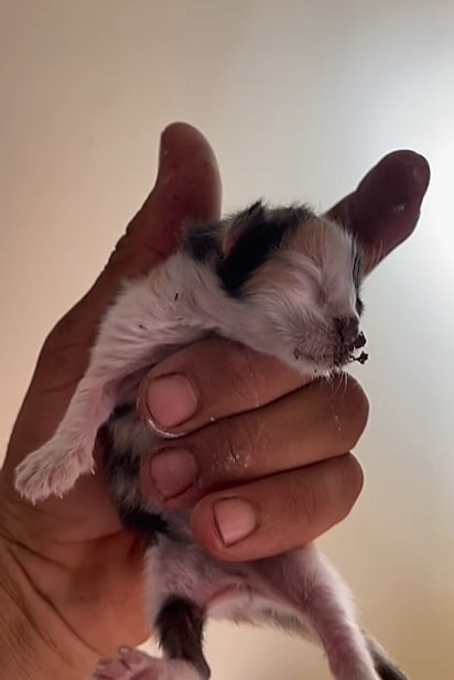 Os gatinhos estavam no teto. 