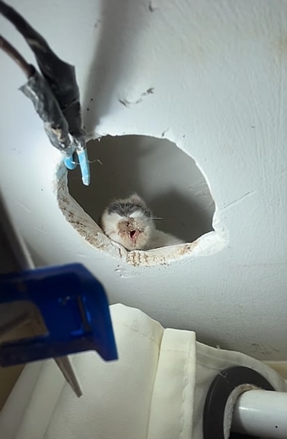 No buraco havia um pequeno rostinho coberto de poeira, miando sem parar.