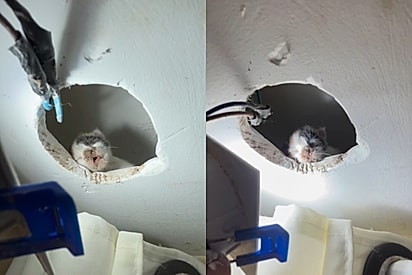 Não é possível, como você entrou aí: Homem vai arrumar lâmpada e acaba encontrando filhote de gato no teto