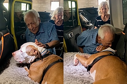 “Você é maravilhoso”: Idoso se apaixona por pitbull da filha e despedida registrada anos antes ganha novo significado