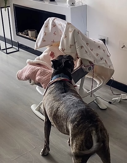 Molly se tornou uma guarda costas da bebê.