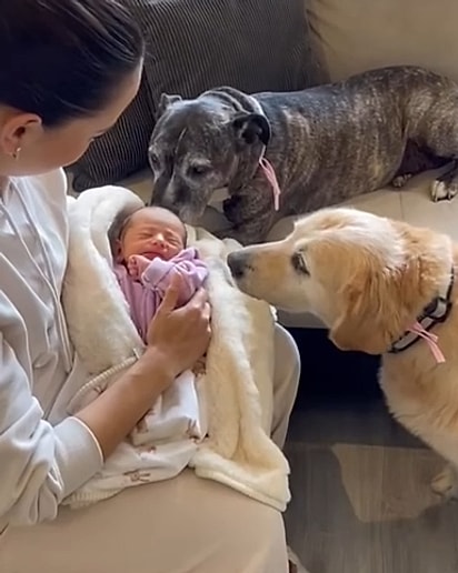 Sofi com suas duas irmãs caninas.