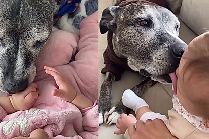 Pitbull idosa parecia saber que teria pouco tempo ao lado da bebê humana e aproveitou cada segundo
