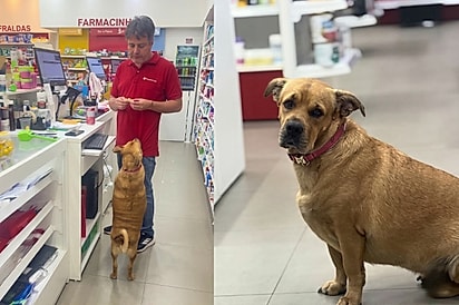 Sai cachorra, passa: Senhora tenta expulsar cadela de farmácia, mas não sabia que ela era a dona do lugar