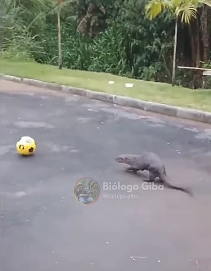 A lontra jogando bola.