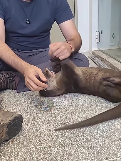 O animal era carinhoso com os humanos.