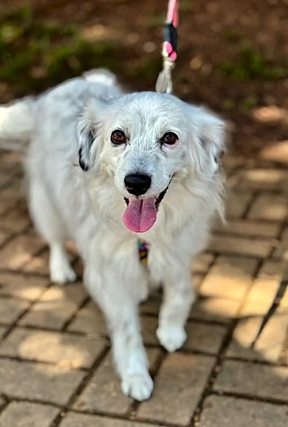 Judite, uma cachorrinha de 4 anos. 