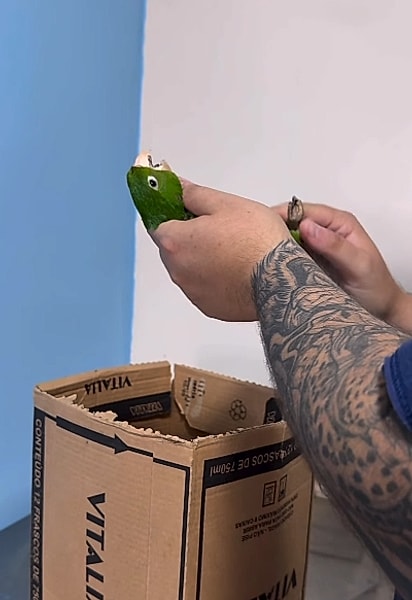 A ave foi levada ao veterinário.