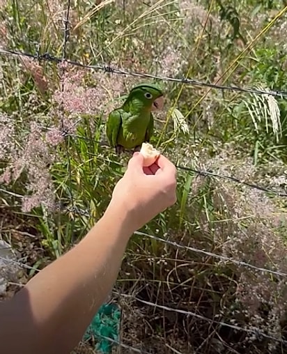 Belisa tentou se aproximar com comida.