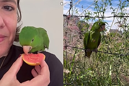 “Voa, Orlando, vai ser feliz”: Família se despede após curar ave, mas no dia seguinte recebe o melhor agradecimento