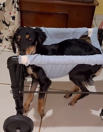 Laninha também precisou de tratamento para voltar a andar. 