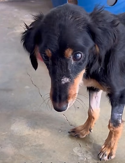 Laninha passou por muita coisa. 