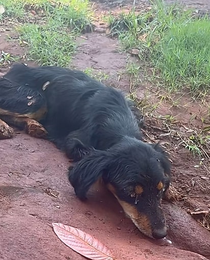 Laninha foi encontrada em estado crítico.
