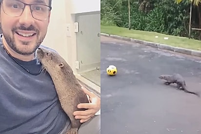 “Nunca vi isso na natureza”: Lontra aparece em casas de SC e cena brincando com bola deixa biólogo intrigado