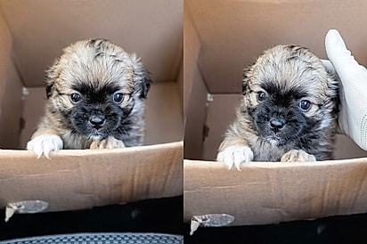 Uma beleza exótica: Moça adota filhote achando que era Shih-Tzu, mas pet cresce e fica muito diferente do esperado