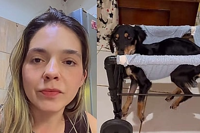 “Ela podia ter me devolvido”: Protetora fica indignada ao descobrir atitude de adotante com cadela que havia salvado