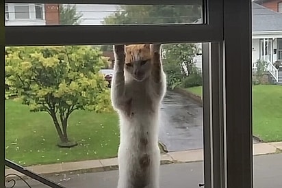 Um dia, Liam simplesmente escalou a janela da casa de Julia.