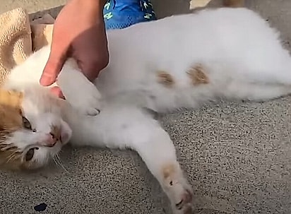 Depois de tanto insistir, Liam conseguiu o que queria.