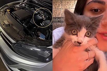“SIDG funcionando com sucesso: Vida se transforma após funcionários do prédio avisar que tinha um gato dentro do motor de moradora