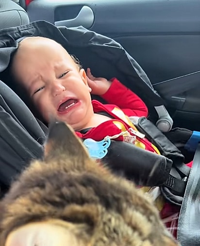 O bebê chorava pois queria a gata.