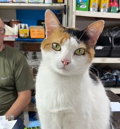 Mimi, uma gatinha CLT.