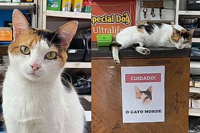 Se tem placa tem história: Gatinha Mimi tem cartaz que alerta para seu comportamento e mesmo assim clientes se arriscam