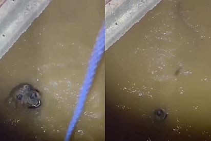 “Ele já estava desistindo”: Corrida contra o tempo começa ao ver cachorro lutando em poço com cobra ao lado