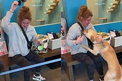 “Não acredito que você fez isso”: Mulher descobre que ex devolveu seu cachorro ao abrigo e corre para salvá-lo