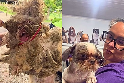 Não ficou perfeito, mas foi feito com paciência, amor e respeito: Pet shop recebe o caso mais difícil da história e faz o melhor trabalho possível