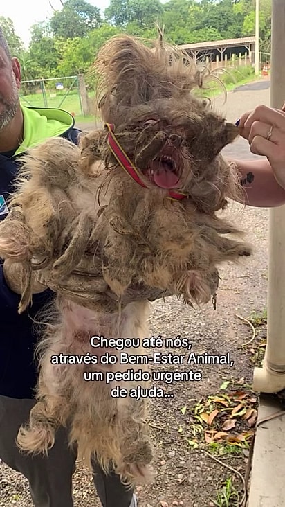 O animal foi encontrada em uma situação muito grave.