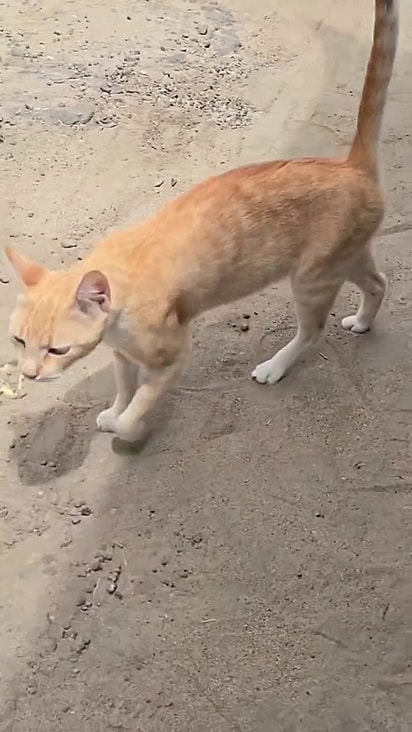 A mãe dos gatinhos também foi resgatada.