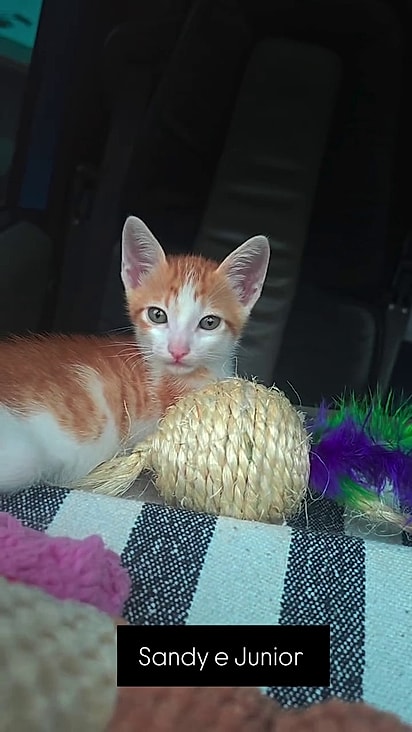 Os felinos não pareciam preocupados com a situação.