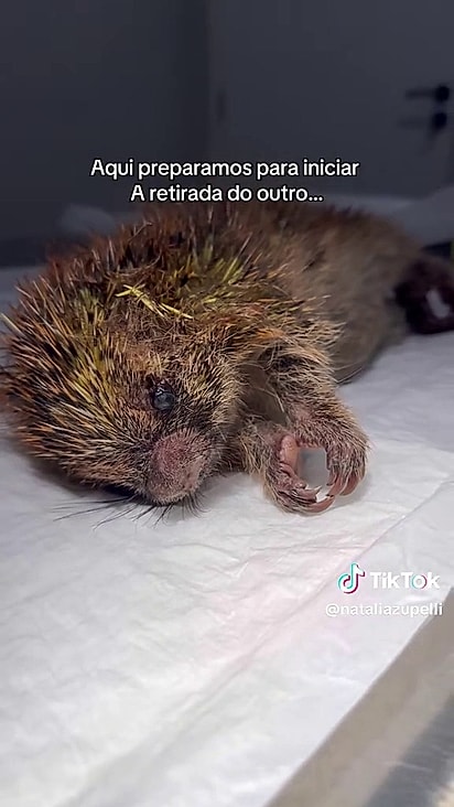 A ouricinha passou por cirurgia.