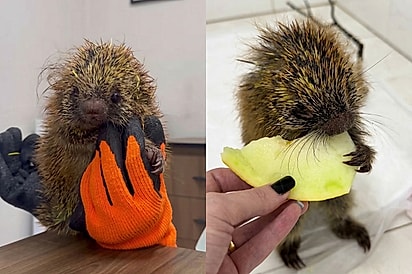 Ela recusando a comidinha me quebrou: Veterinária tenta de tudo para ajudar pequena ouriça após incidente com cães