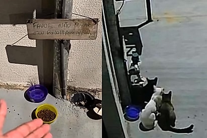Homem fica indignado com pessoas que roubaram pode de alimentação dos gatos e eis que o verdadeiro ladrão aparece