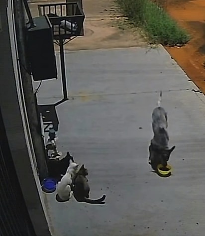 O cão saiu desfilando bem na frente dos gatos.