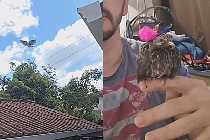 “Hoje vivemos um daqueles momentos que aquecem o coração”: casal resgata passarinho machucado e ganha visita depois de devolvê-lo à natureza