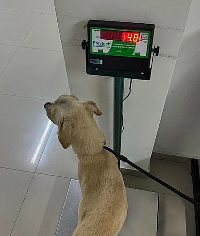 O cão Lucas estava muito magro.