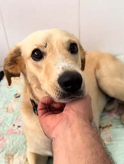 Lucas está procurando um lar.