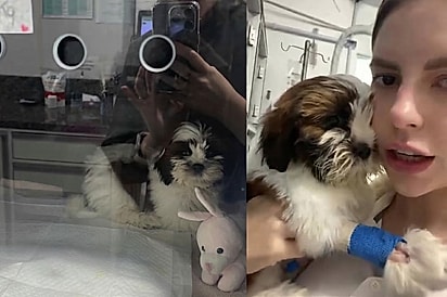 Todos se preocupam com filhote de Shih-tzu que não para de chorar, até veterinária revelar o motivo: “Já venceu o pior”