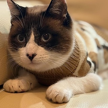 O gatinho de Ana Sophia.